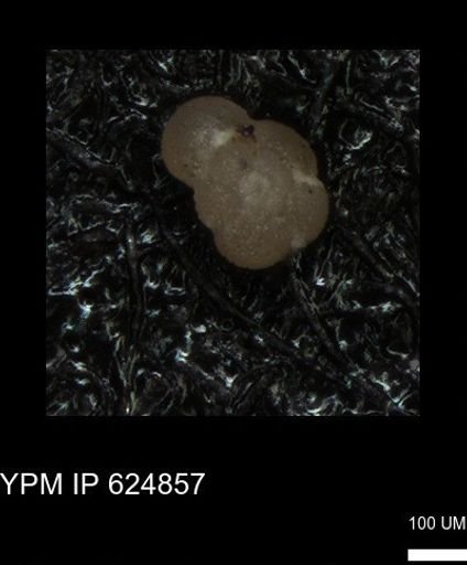undet. Foraminiferida