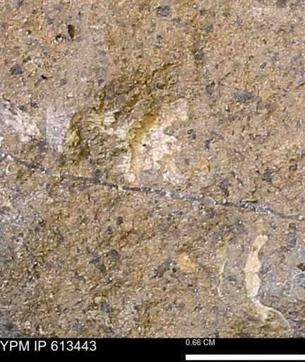 Scaphites sp.