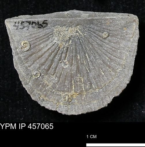 Stropheodonta sp.