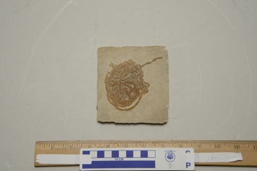 Lumbricaria intestinum