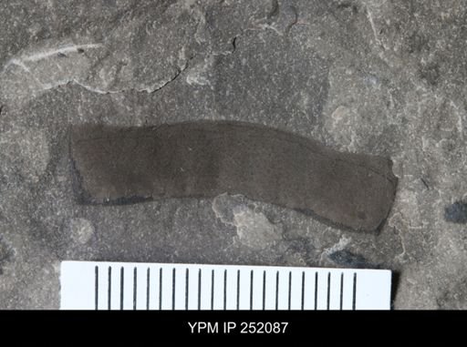 Eurypterus sp.