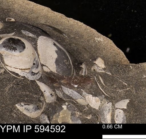Protocardia sp.