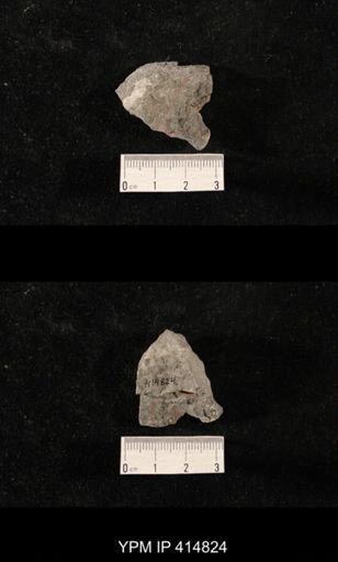 Orthoceras sp.