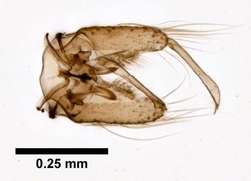 Aedes albopictus