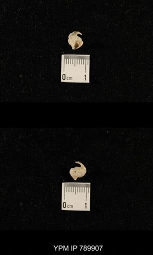 undet. Brachiopoda