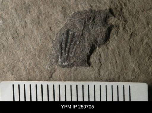 undet. Brachiopoda