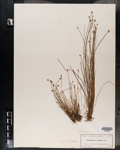 Eleocharis