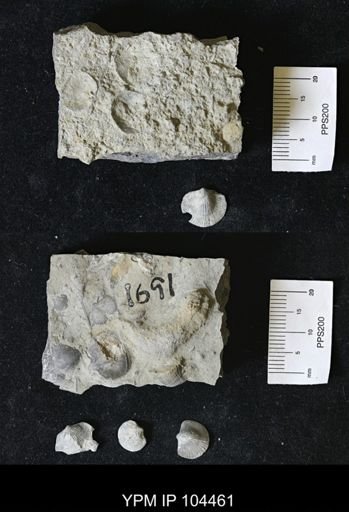 Dalmanella meeki