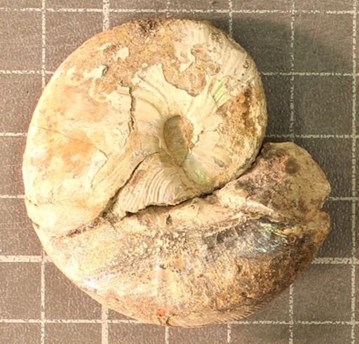Hoploscaphites nicolletii