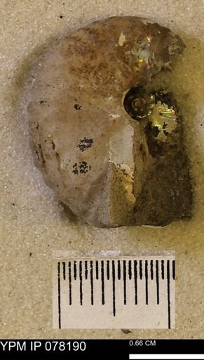Discoscaphites conradi