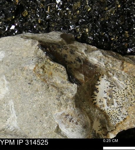 undet. Mollusca