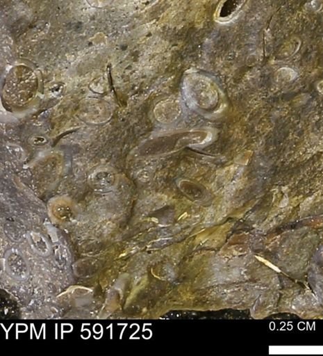 Serpulidae