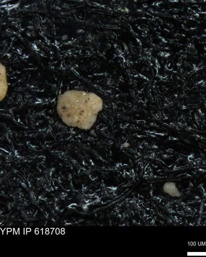 undet. Foraminiferida