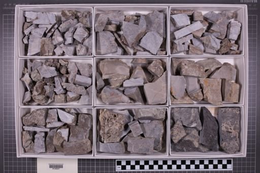 mixed taxa, stratigraphic collection