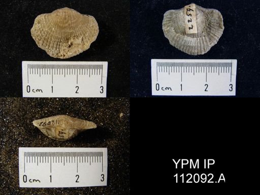 Atrypa reticularis