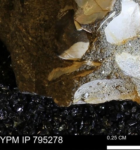 undet. Bivalvia