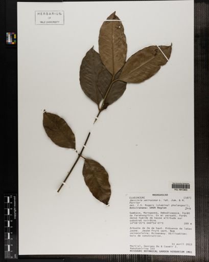 Plantae