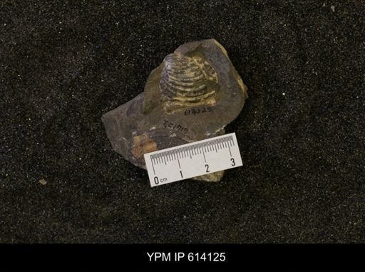 Inoceramus sp.