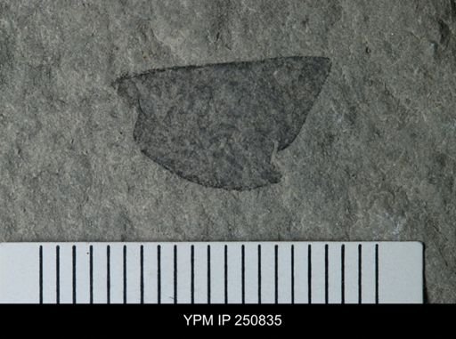 undet. Eurypterida