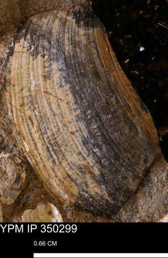Limopsis striatopunctatus