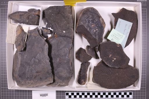 mixed taxa, stratigraphic collection
