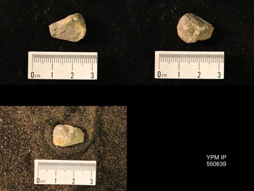 Marginifera