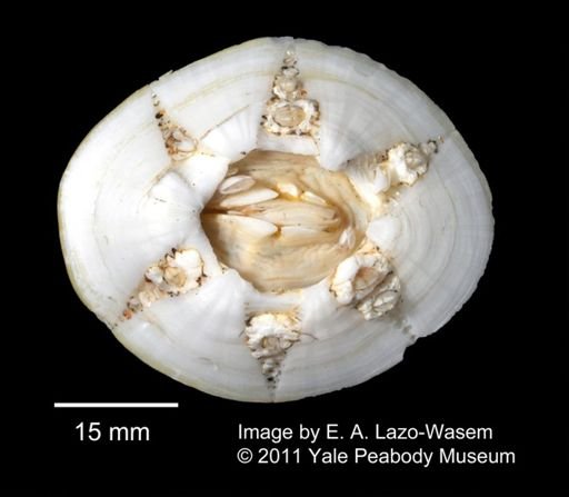 Chelonibia testudinaria