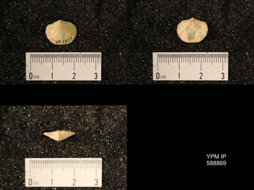 Dalmanella multisecta