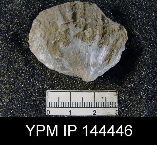Streptorhynchus (Kiangsiella) pectiniformis
