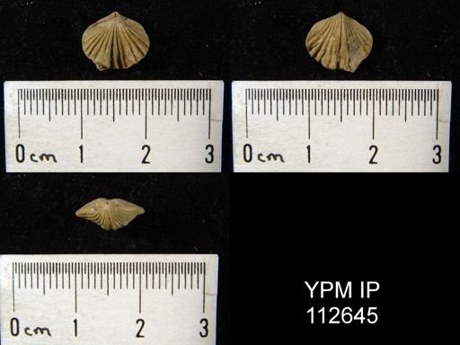 Zygospira sp.