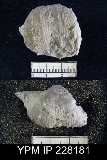 Dictyoclostus portlockianus