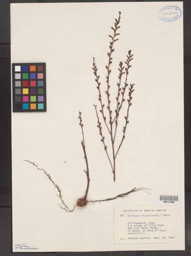 Epifagus virginiana