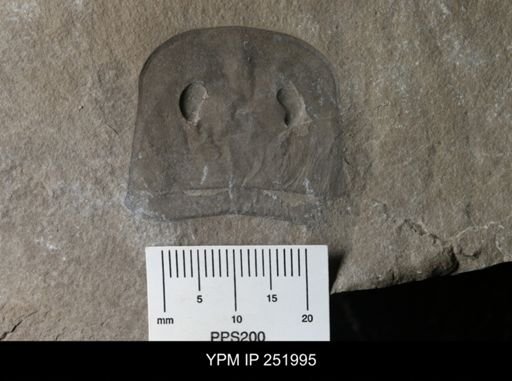 Eurypterus sp.