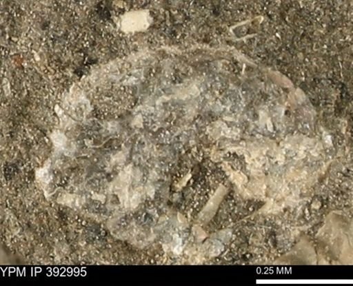 undet. Ammonoidea