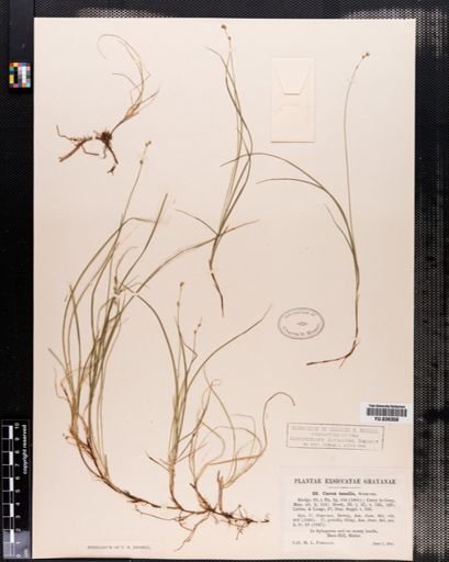 Carex disperma