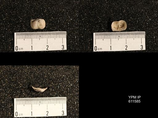 Lissochonetes sp.