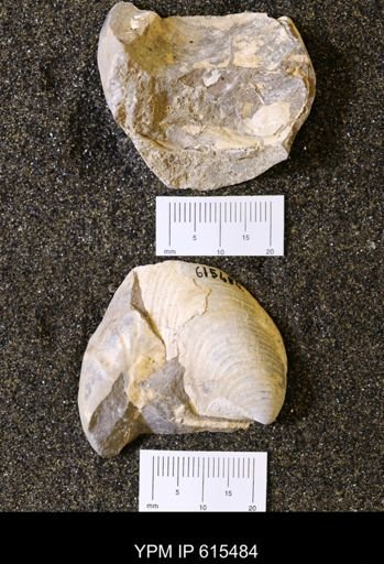Inoceramus sp.