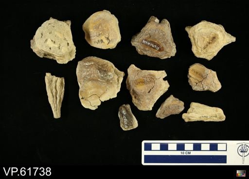 undet. Mosasauridae