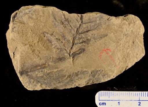 Aspidium monocarpum