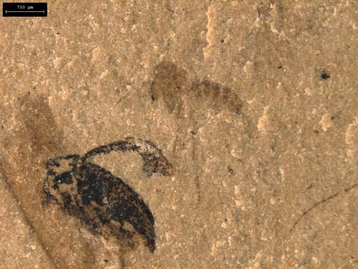 taxon undetermined