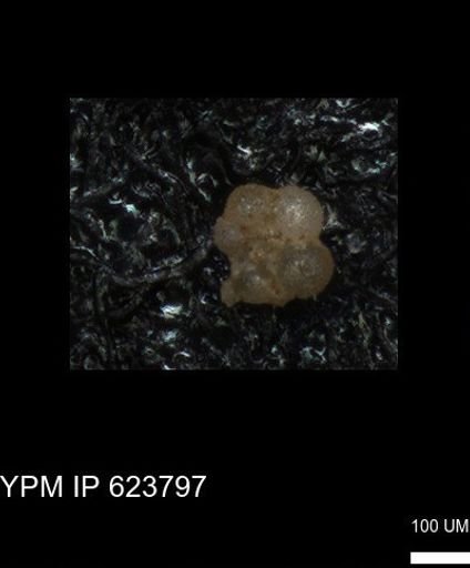 undet. Rugoglobigerinidae