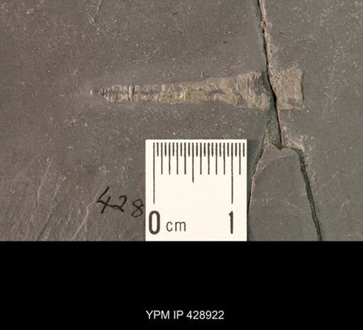 undet. Orthocerida