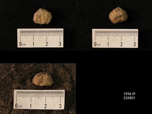 Marginifera wabashensis var. armata