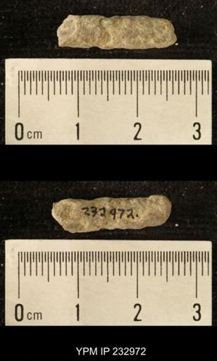 Archaeocidaris sp.