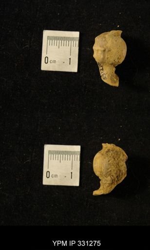 Pharkidonotus tricarinatus