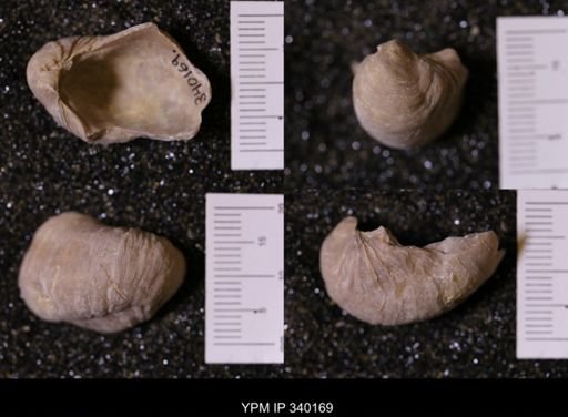 Gryphaea sp.