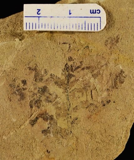 Cynepteris lasiophora
