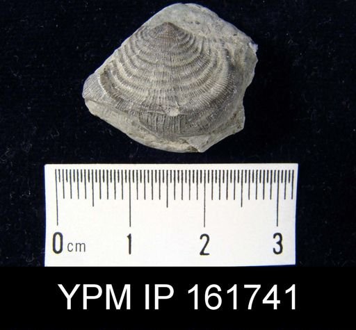 Leptaena rhomboidalis