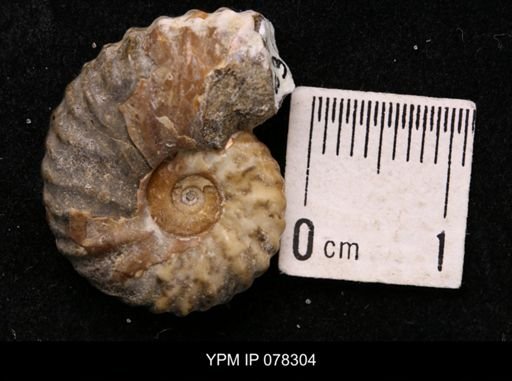 Jeletzkytes nebrascensis