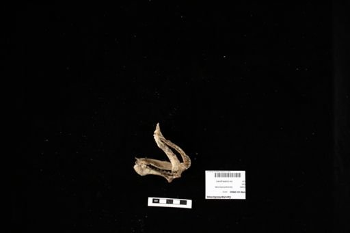 Carcharhiniformes